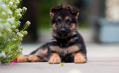 shepherd puppy lying and looking