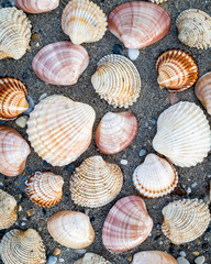 collection of sea shells on dark wet sand beach, natural seamless background