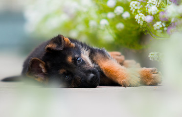 shepherd puppy lying and looking