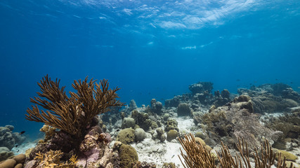 Seascape in shallow water of coral reef in Caribbean Sea / Curacao with fish, coral and sponge