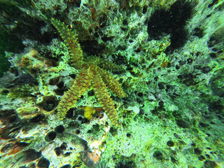 starfish at the coast in greece