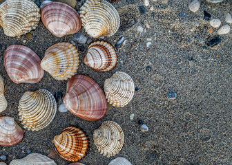 collection of sea shells on dark wet sand beach top view  closeup, space for text