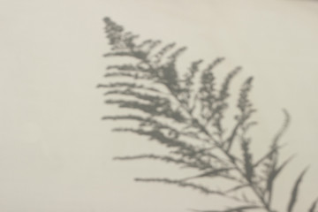 Plant shadow on a beige