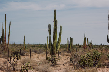 El desierto 