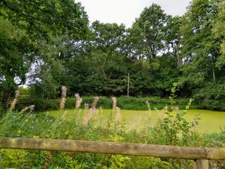 green pond
