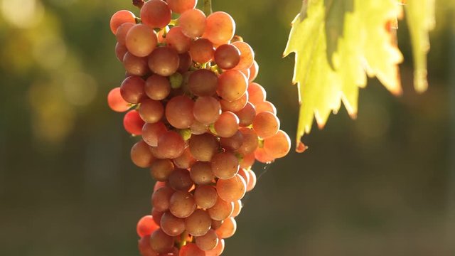 A bunch of grapes in a vineyard swaying in the wind at sunset