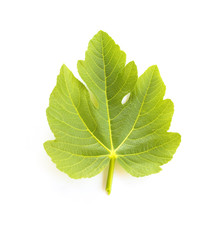 Fig leave isolated on white