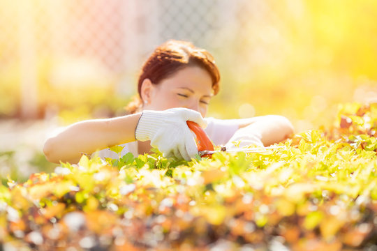 Happy Gardener Woman Worker Trimming Bushes And Shrubs With Hedge Shears In Garden Tidy