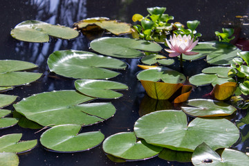 Beautiful lotus in pond, Symbol of buddhism