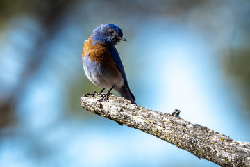 Perching Western Bluebird (Sialia mexicana)