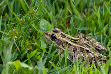 Beautiful Northern Leopard frog in grass