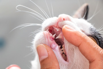 Checking Teeth Of Cat Close Up Shot
