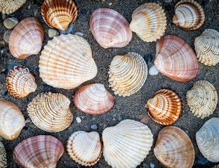 collection of sea shells on dark wet sand beach, natural seamless background