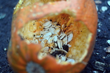 Photo of seeds in pumpkin