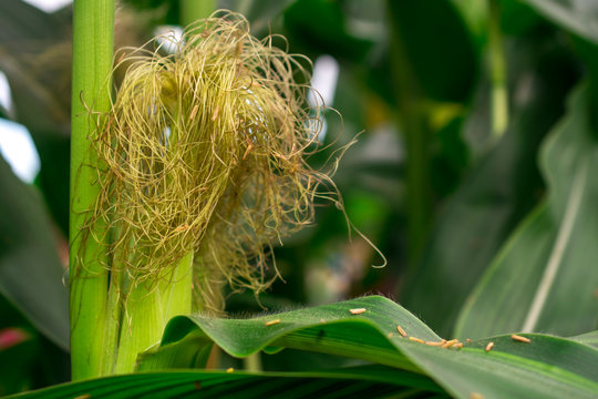Close up of green corn ear on plant in farm