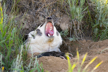 Obraz premium Badger in the wild
