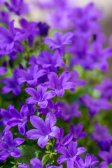 Obraz na płótnie Canvas Campanula portenschlagiana bellflowers plants in bloom, deep purple dalmatian bellflower flowering flowers