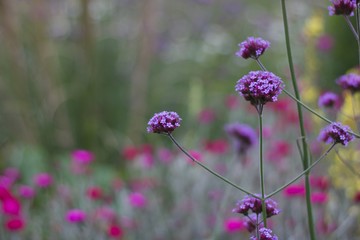 Beautiful purple verbena bonariensis flowers with soft pink flowers in background