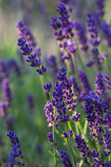 Naklejka premium Lavandula angustifolia bunch of flowers in bloom, purple scented flowering plant, green background