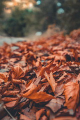 dry leaves on the ground