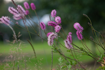 Fluffy violet flowers in summer meadow