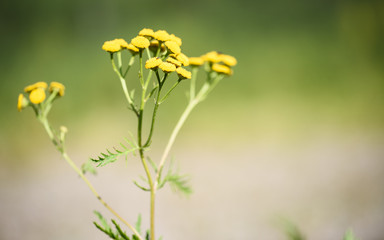 Yellow tansy flowers on blurred green background