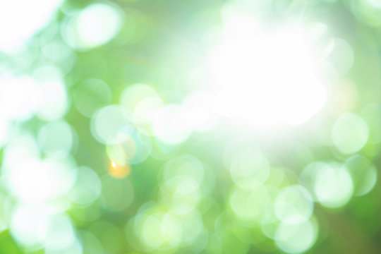Spring bokeh nature abstract background Green leaves blurred, beautiful in the spring or summer.