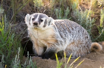 Badger in the wild