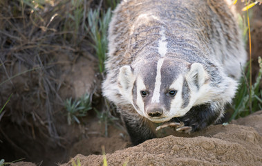 Badger in the wild