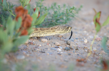 Rattlesnake