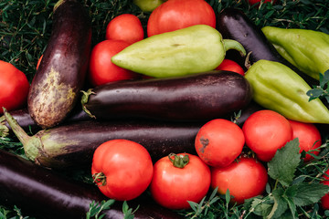 Summer harvest from the greenhouse and garden. Delicious and healthy vegetarian organic food. Various fresh colored vegetables close up. Green bell peppers, red tomatoes and blue eggplants.