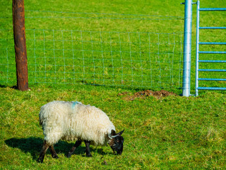 Obraz premium One sheep grazing green juicy grass by a fence and a metal gate.