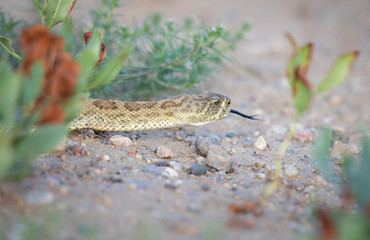 Rattlesnake