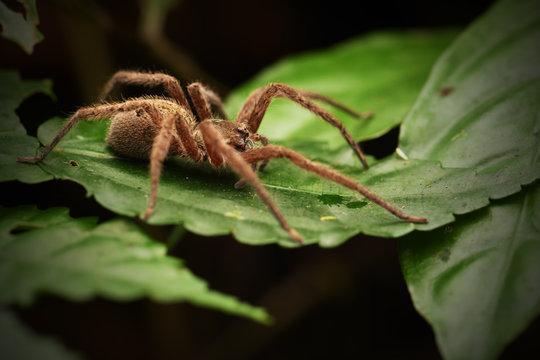 Wandering spider on green leaf in night