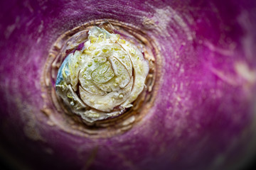 Close up of the top part of a turnip