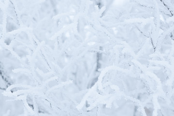 Snow and rime ice on the branches of bushes. Beautiful winter background with trees covered with hoarfrost. Plants in the park are covered with hoar frost. Cold snowy weather. Cool frosting texture.