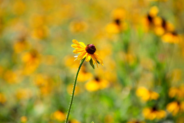 Brown-eyed Susan, Texas wild flower blooming in summer. 