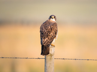 Red tailed hawks in the wild - 374185841