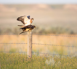 Red Tailed Hawks The Wild