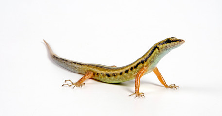 Snake-eyed Skink / Schlangenaugen-Skink (Cryptoblepharus boutonii)
