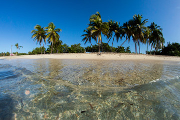 Palmeras y mar en Playa Girón, Cuba