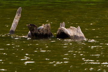 Fototapeta na wymiar Dead trees in the water