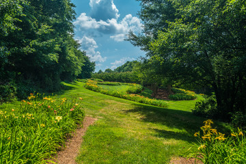 Daylily flowerbeds in a field