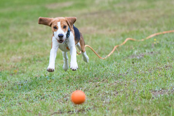 dog playing with ball