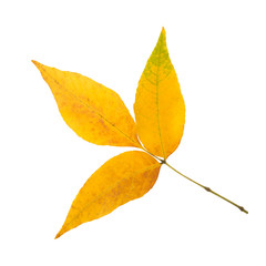 Autumn leaf fraxinus isolated on white background