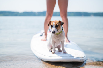 A small brave dog is surfing on a SUP board with the owner on the lake