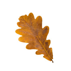 Naklejka na ściany i meble Autumn leaf of an oak isolated on a white background
