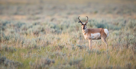 Naklejka premium Pronghorn