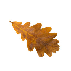 Autumn leaf of an oak isolated on a white background