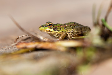 Selective focus of Iberian green frog (Pelophylax perezi), sunbathing on top of a rock.